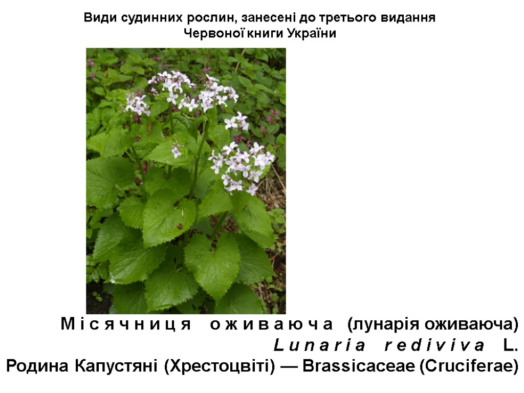 Види судинних рослин, занесені до третього видання Червоної книги України М і с я